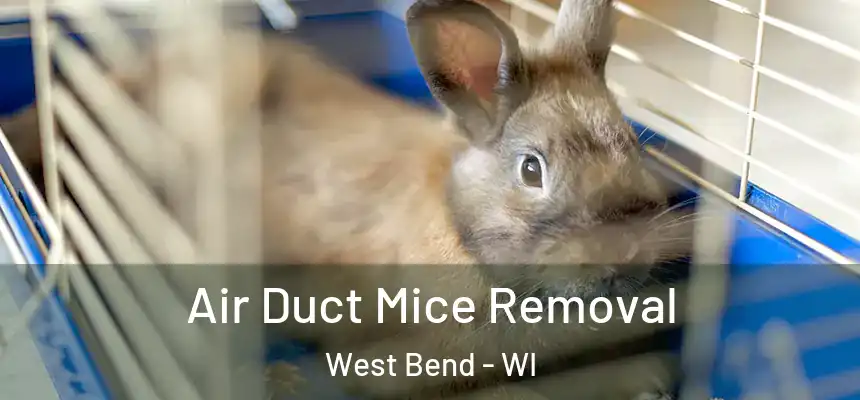  Air Duct Mice Removal West Bend - WI